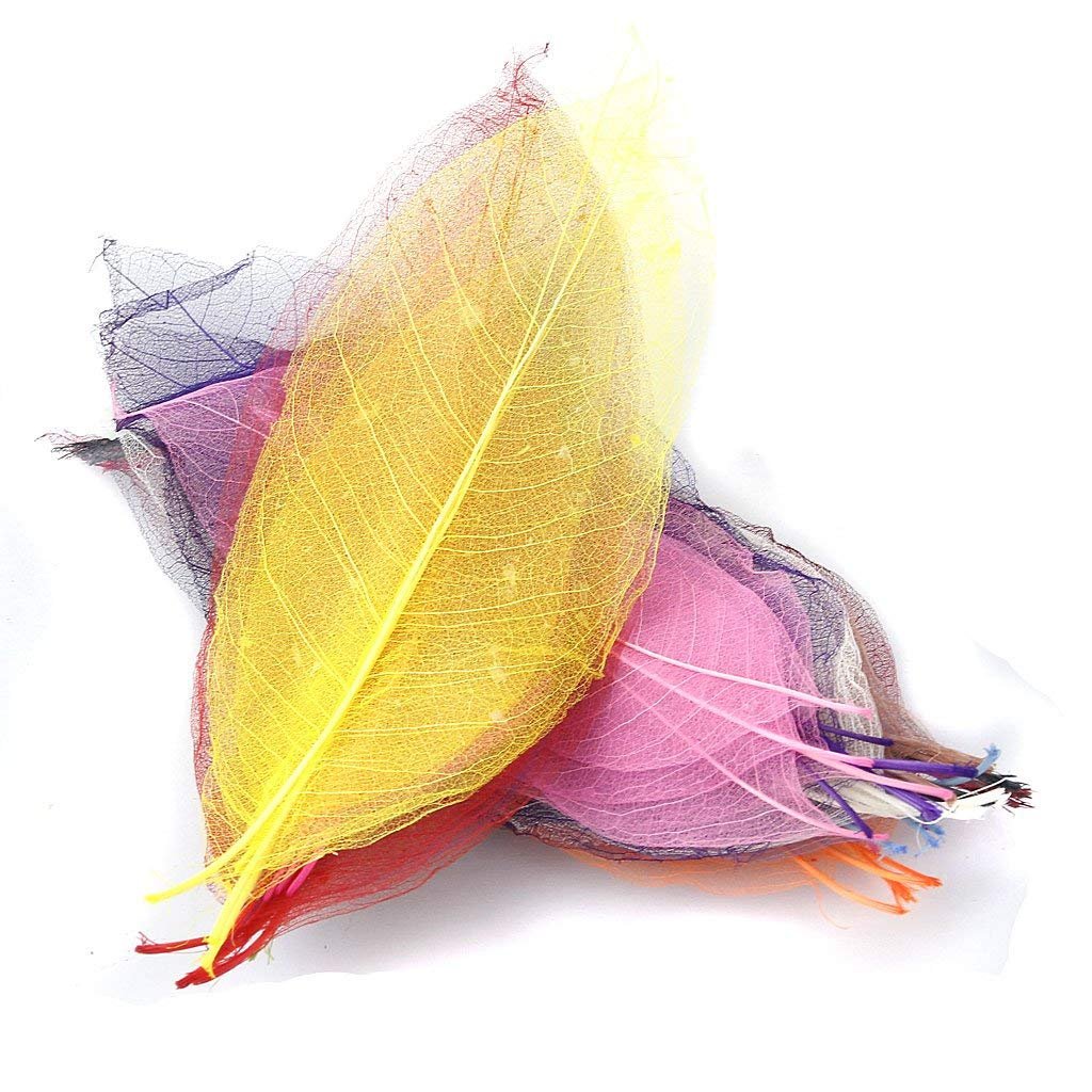 Electomania Natural Magnolia Skeleton Leaf Card Scrapbook (Mixed Colour) 50 Pcs